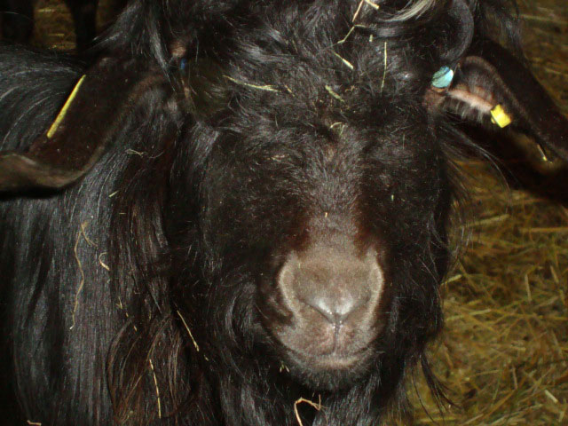 bouc