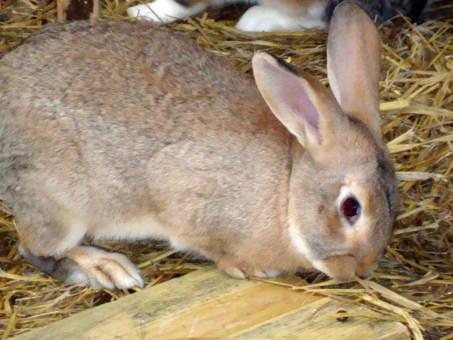 lapin