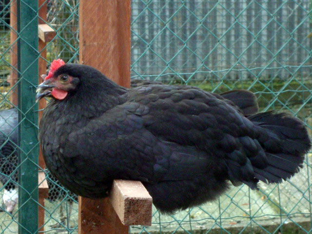 Poules